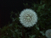Dandelion seedhead using camera Flash