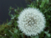 Dandelion seedhead