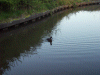 Mallard Duck on the canal