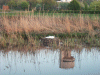 Swan nesting on the canal and reflection of the NSF Tower