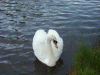 Mute Swan