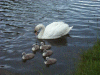 Mute Swan and Cygnets