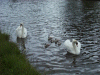 Pair of Mute Swans and Cygnets