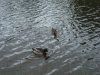 Pair of Mallard ducks