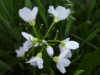 Cuckoo Flowers (Cardamine pratensis agg)
