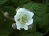 Bramble/Blackberry flower (Rubus fruticosus agg)