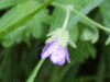 Dove's-Foot Crane's-Bill (Geranium molle)
