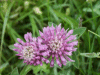 Red Clover (trefolium repens)