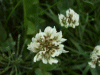 White Clover/Dutch Clover (Trifolium repens
