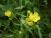 Lesser Spearwort (Ranunculus lingua)