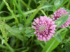 Red Clover (trefolium repens)