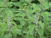 Nettles (Urtica dioica)
