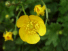 Buttercup (Ranunculus repens)