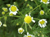 Budding Scentless Mayweed (Matricaria perforata)