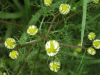 Budding Scentless Mayweed (Matricaria perforata)