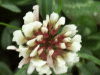 White Clover/Dutch Clover (Trifolium repens