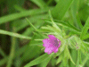 Cut-leaved Cranesbill (Geranium dissectum)