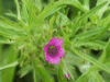 Cut-leaved Cranesbill (Geranium dissectum)