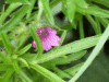 Cut-leaved Cranesbill (Geranium dissectum)