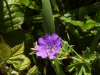 Dovesfoot Cranesbill (Geranium molle)