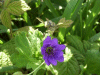 Dovesfoot Cranesbill (Geranium molle)