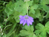 Dovesfoot Cranesbill (Geranium molle)