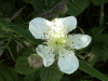 Bramble/Blackberry flower (Rubus fruticosus agg)