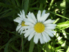 Daisies (Bellis perennis)