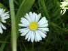 Daisies (Bellis perennis)