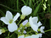 Cuckoo Flowers (Cardamine pratensis agg)