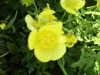 Buttercup (Ranunculus repens)
