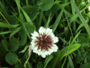 White Clover/Dutch Clover (Trifolium repens)