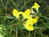 Common Bird's-foot trefoil (Lotus corniculatus)