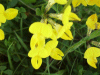 Common Bird's-foot trefoil (Lotus corniculatus)