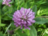 Red Clover (trefolium repens)