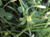 Black Medick (Medicago lupulina)