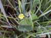 Black Medick (Medicago lupulina)