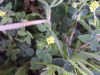 Black Medick (Medicago lupulina)