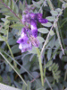 Tufted Vetch (Vicia cracca)