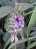 Tufted Vetch (Vicia cracca)