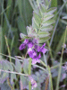 Tufted Vetch (Vicia cracca)