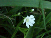 Stitchwort (Stellaria holostea)