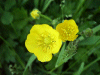 Buttercup (Ranunculus repens)