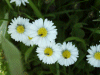 Daisies (Bellis perennis)