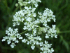 Cow Parsley (Anthriscus sylvestris)