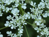 Cow Parsley (Anthriscus sylvestris)