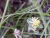 Black Medick (Medicago lupulina)