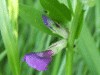 Common Vetch (Vicia sativa)