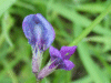 Common Vetch (Vicia sativa)