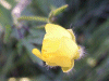Meadow Buttercup (Ranunculus acris)